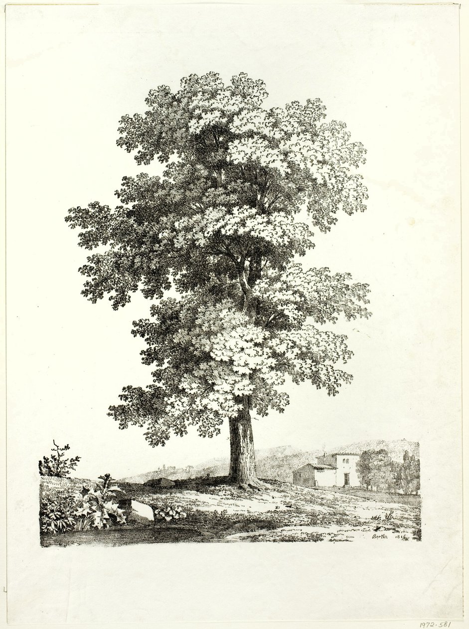 Studie eines Baumes von Jean Victor Bertin