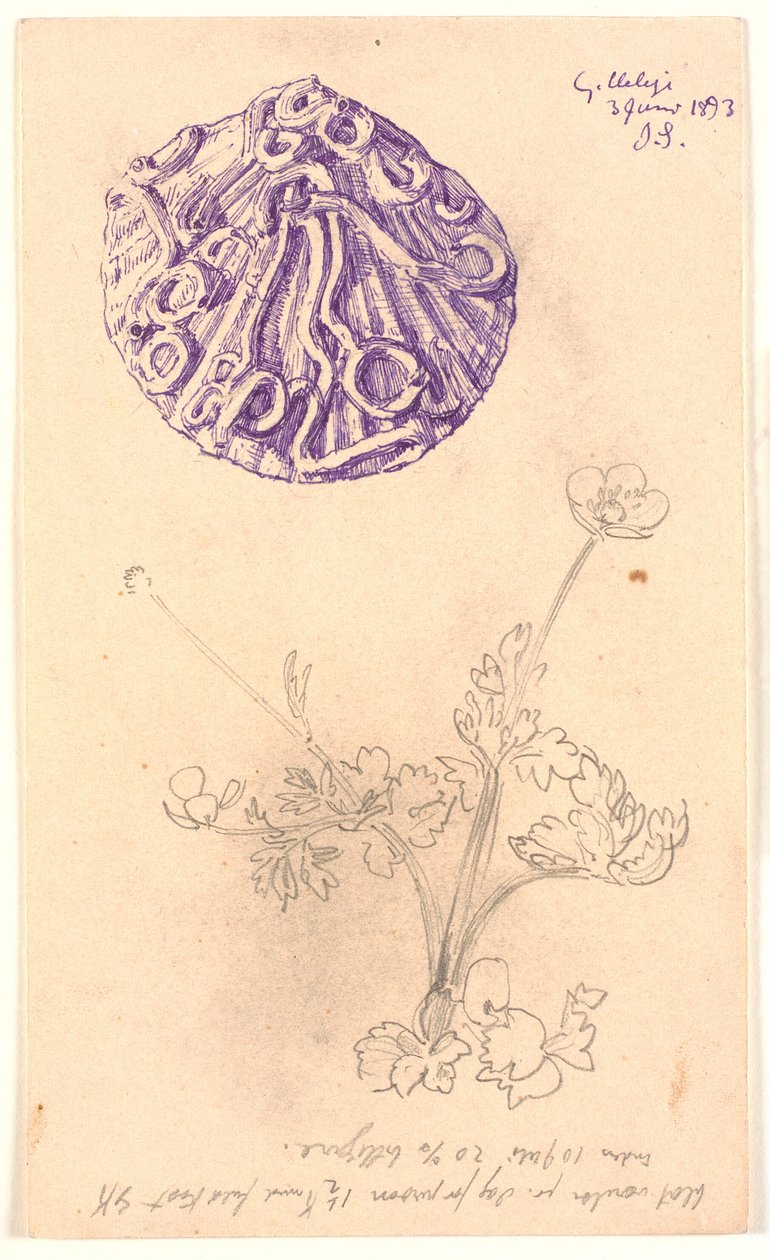 Studie einer Muschelschale und einer Pflanze von Joakim Frederik Skovgaard