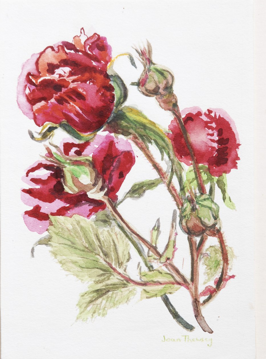 Rote Rosenspray, 2001 von Joan Thewsey