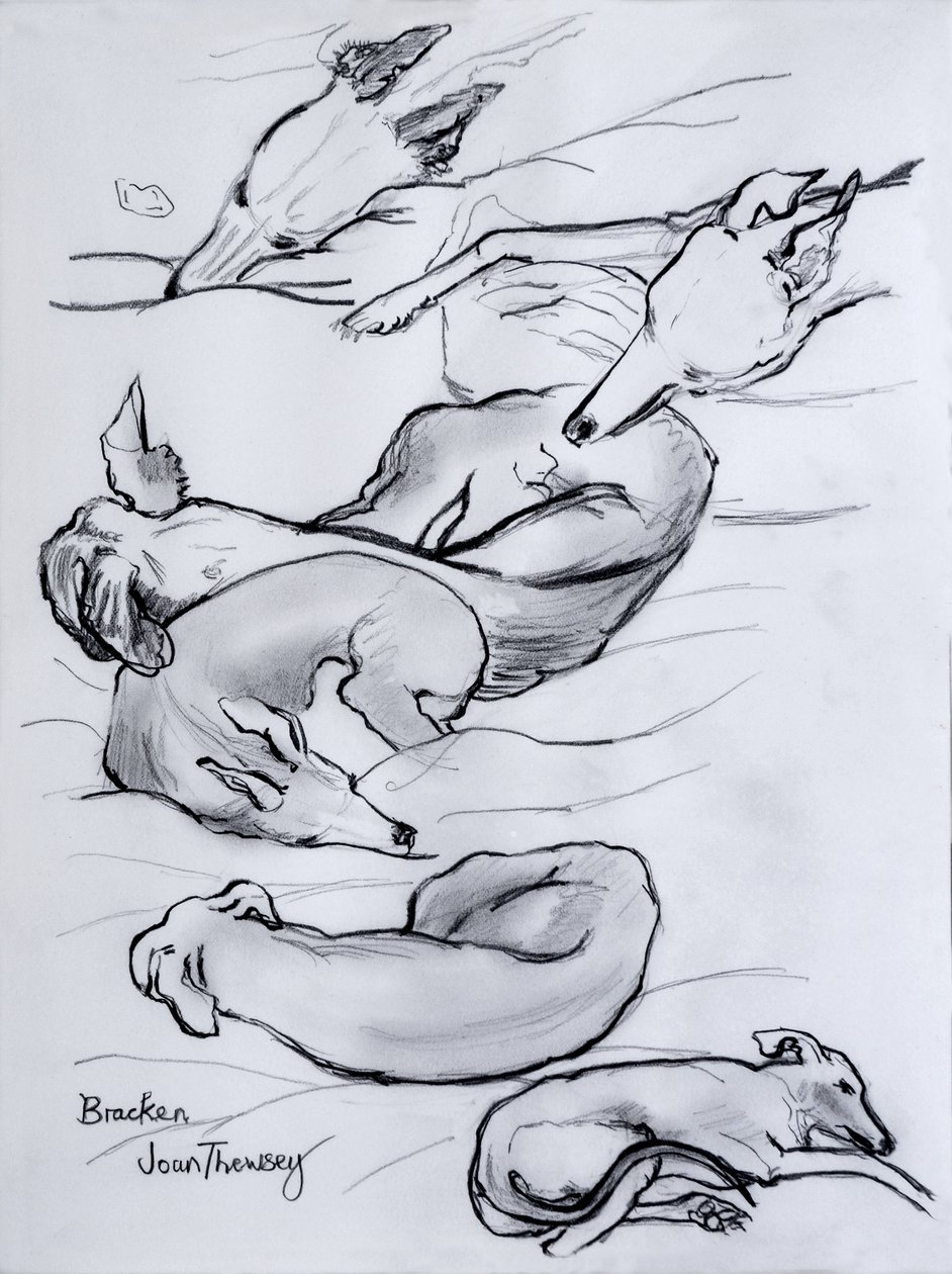 Bracken, der Windhund von Joan Thewsey