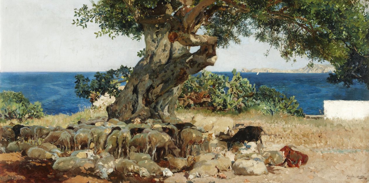 Johannisbrotbaum von Joaquín Sorolla
