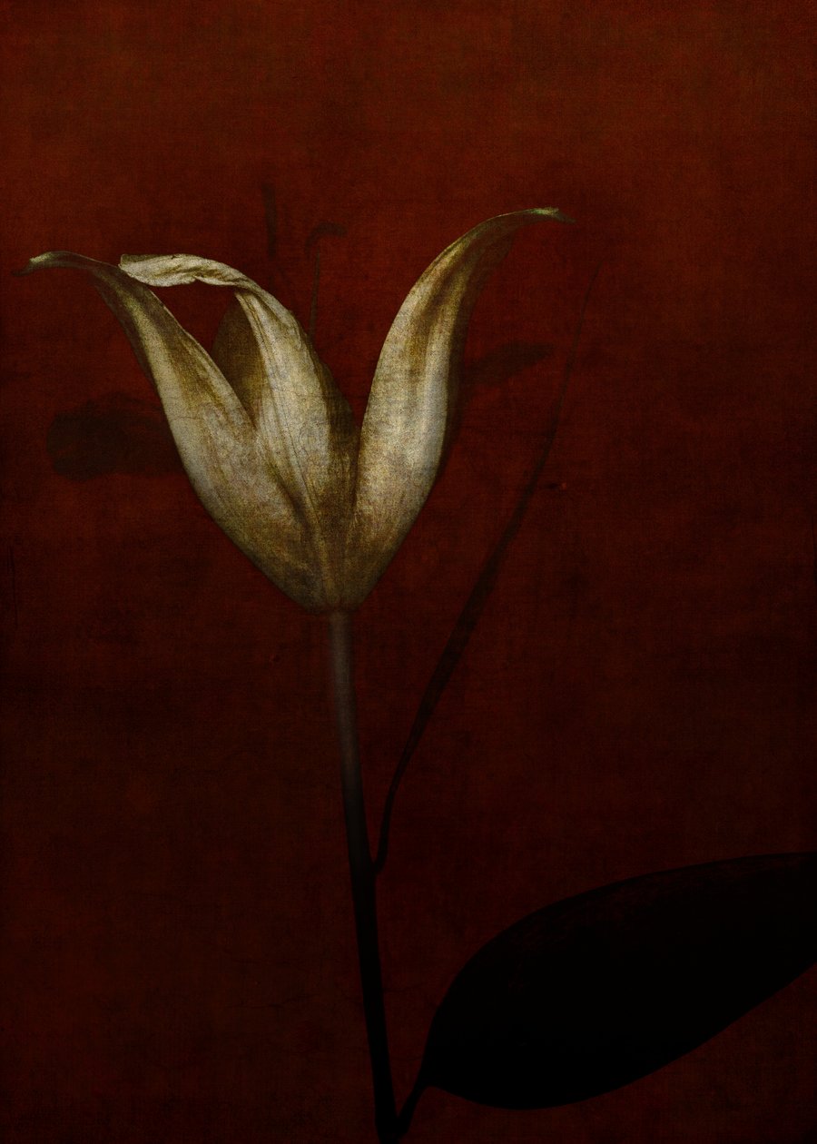Lilie, 2015 von Johan Lilja