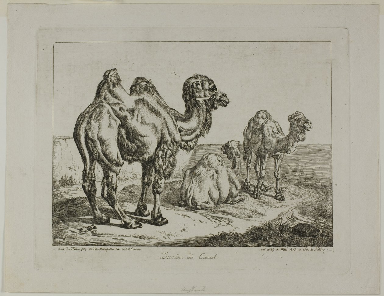 Dromedar und Kamel von Johann Adam Klein
