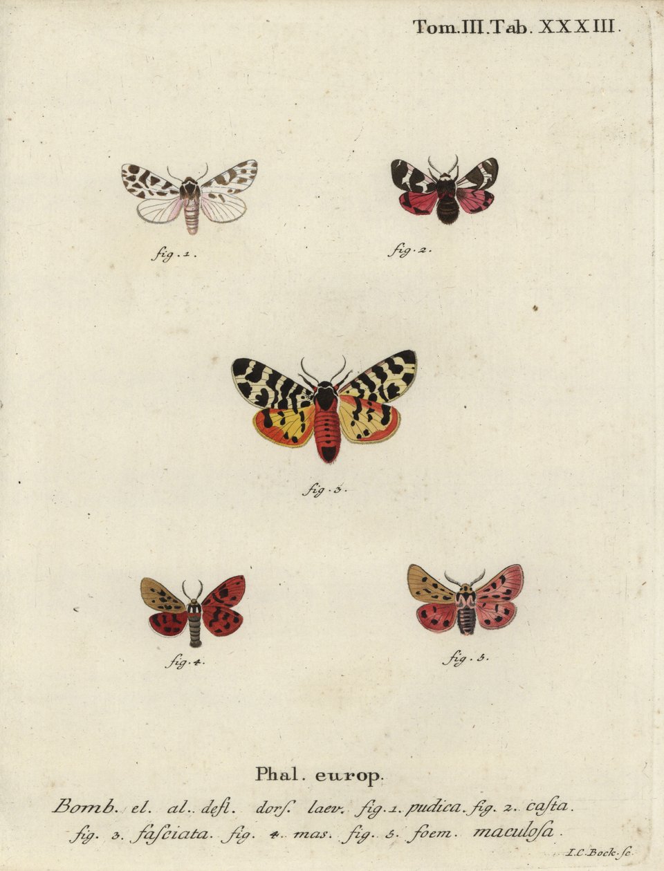 Diskrete Kapuzen- und Tigermotten von Johann Carl Bock