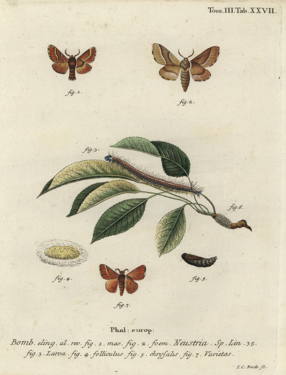 Lackey-Motte, Malacosoma neustria von Johann Carl Bock