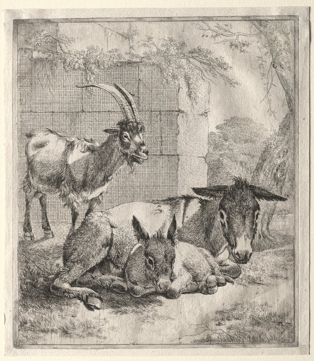 Ziege und Esel von Johann Heinrich Roos