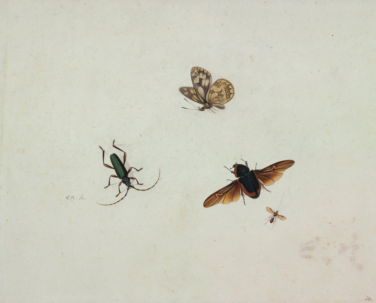 Vier Insekten von Johannes Bronkhorst