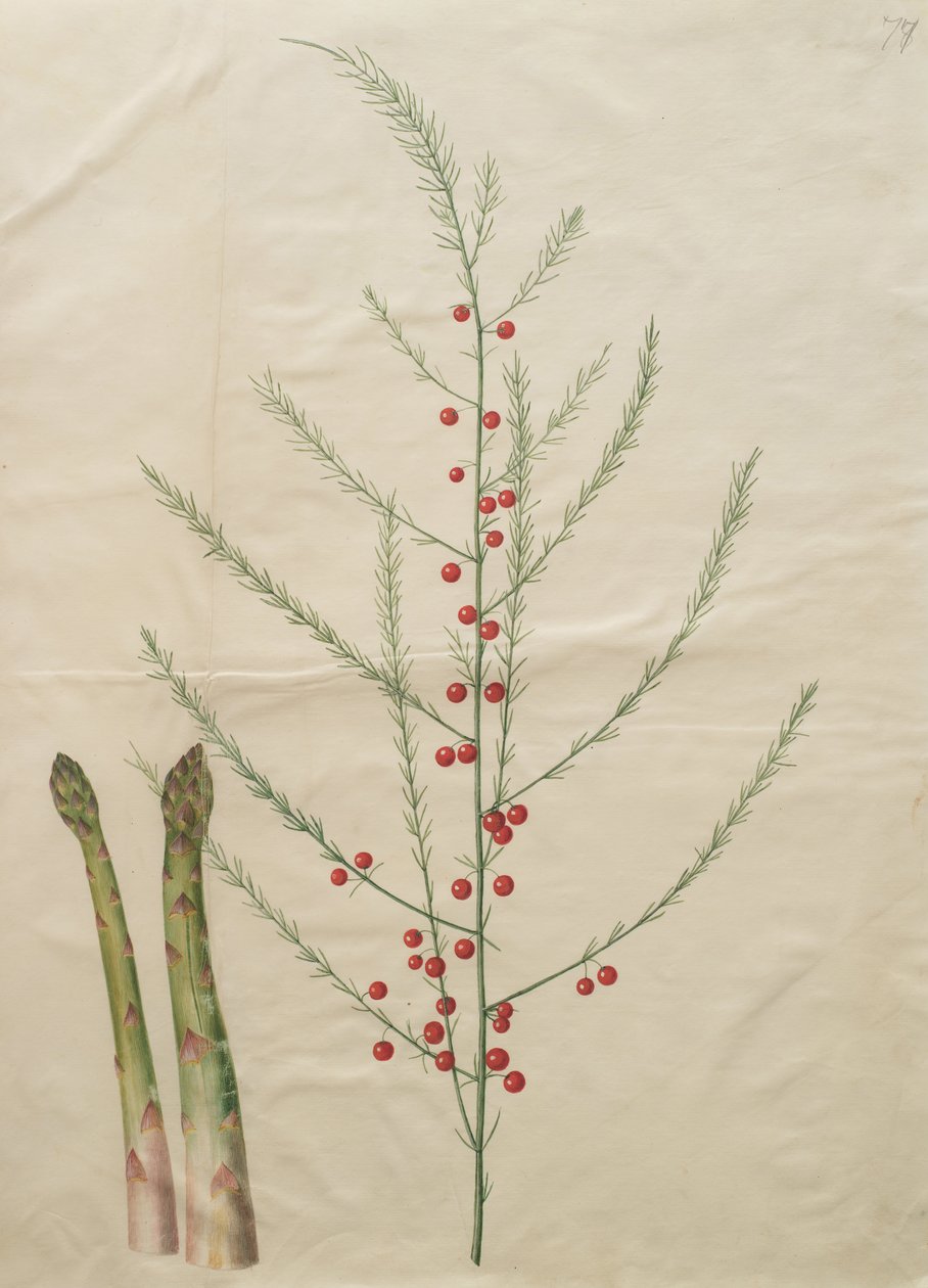 Asparagus officinalis von Johannes Simon Holtzbecher