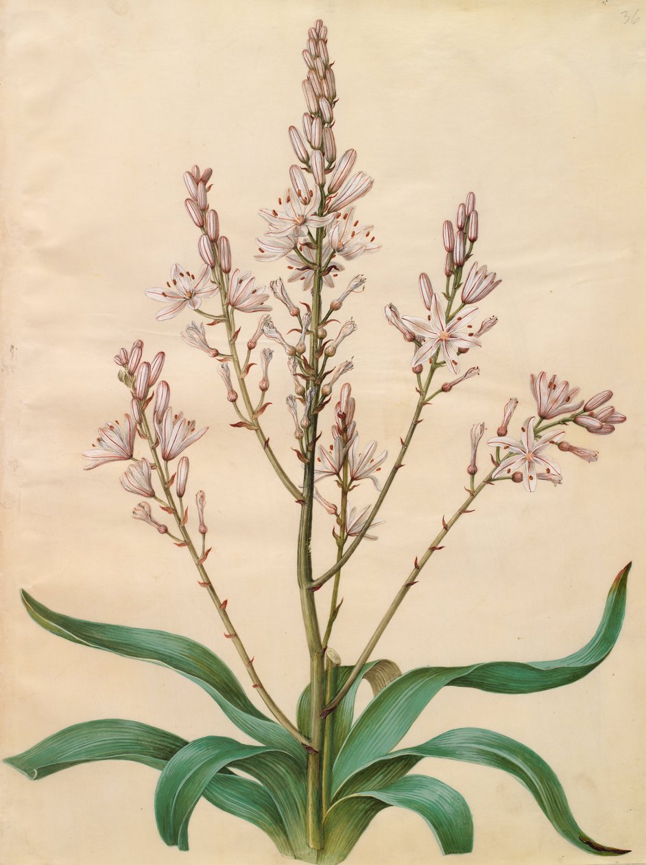 Asphodelus ramosus von Johannes Simon Holtzbecher