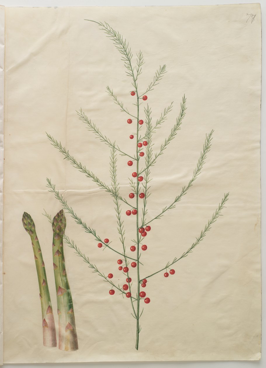 Asparagus officinalis von Johannes Simon Holtzbecker