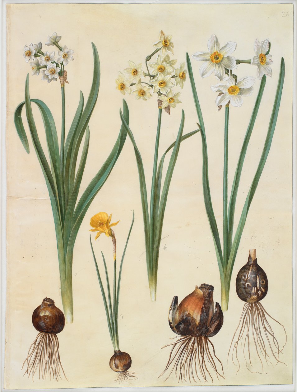 Narcissus tazetta; Narcissus orientalis; Corbularia bulbocodium von Johannes Simon Holtzbecker
