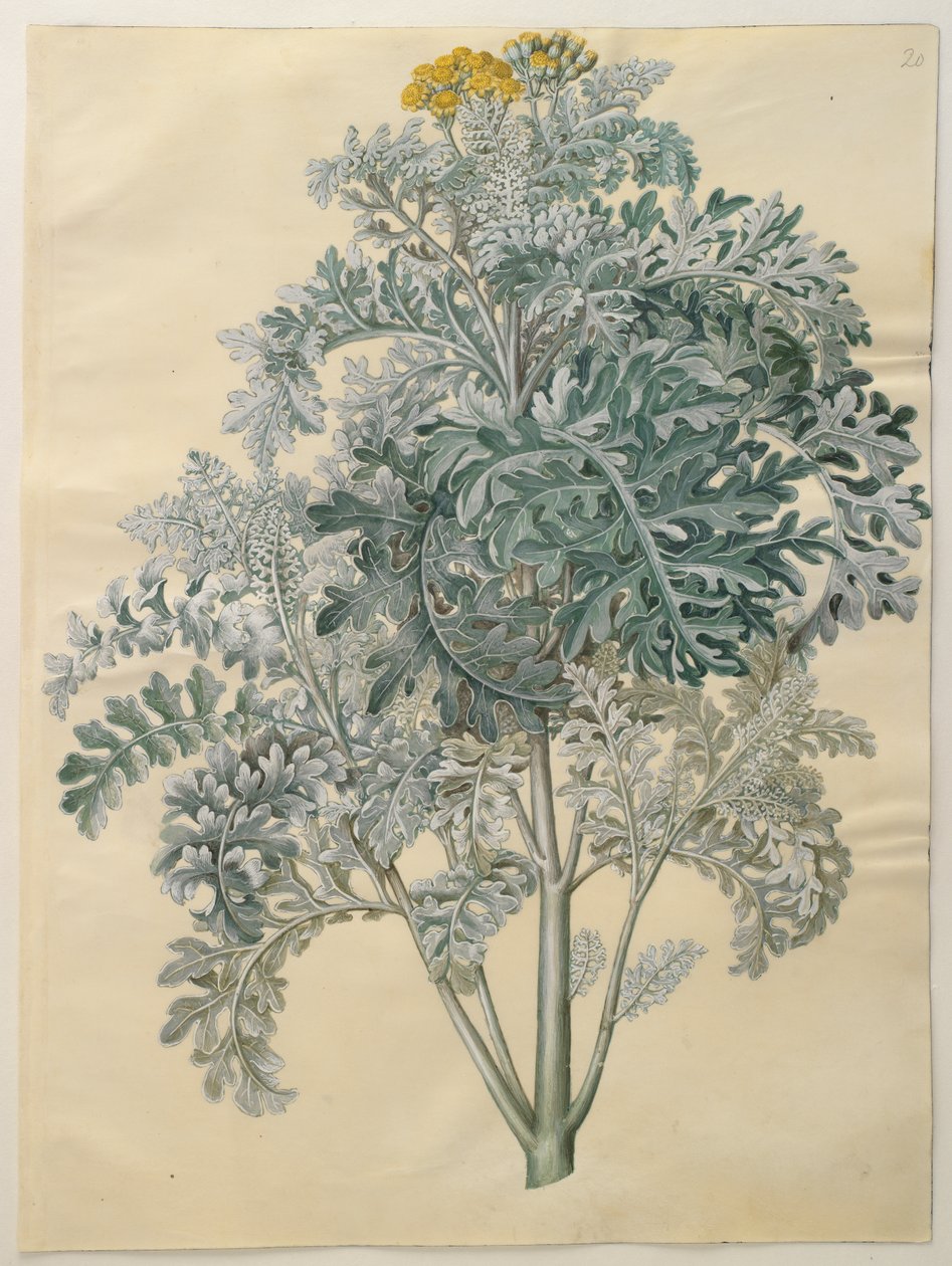 Senecio bicolor von Johannes Simon Holtzbecker
