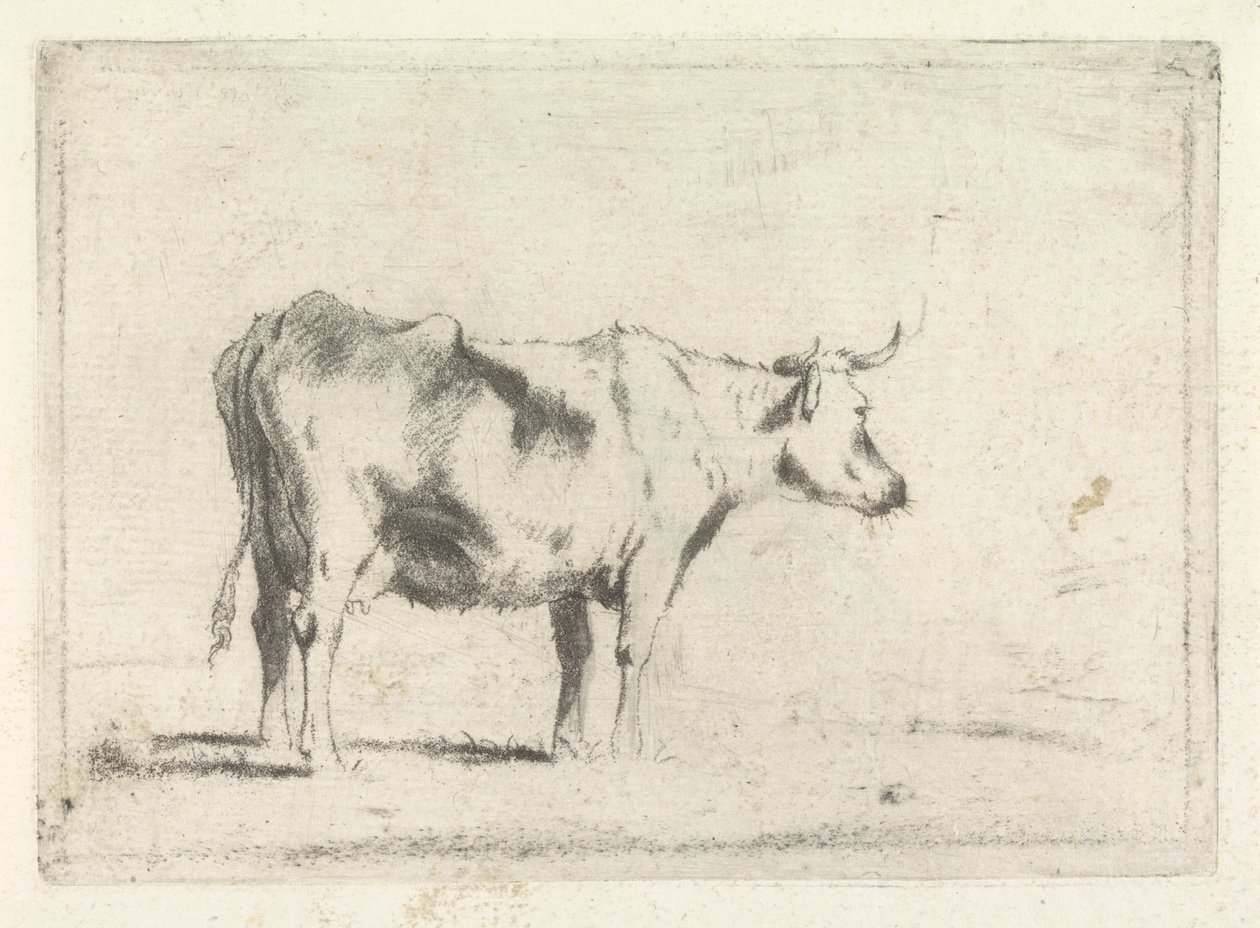 Kuh, nach rechts von Johannes Janson (possibly)