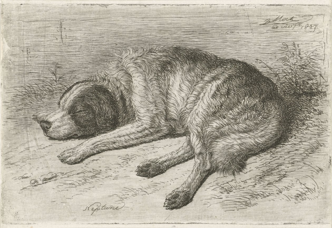 Schlafender Hund nach links von Johannes Mock