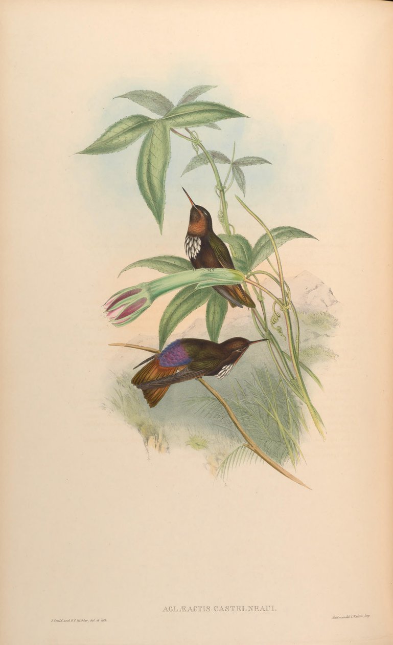 Aglaeactis castelnaui = Aglaeactis castelnaudii (wie im Buch erwähnt) von John Gould