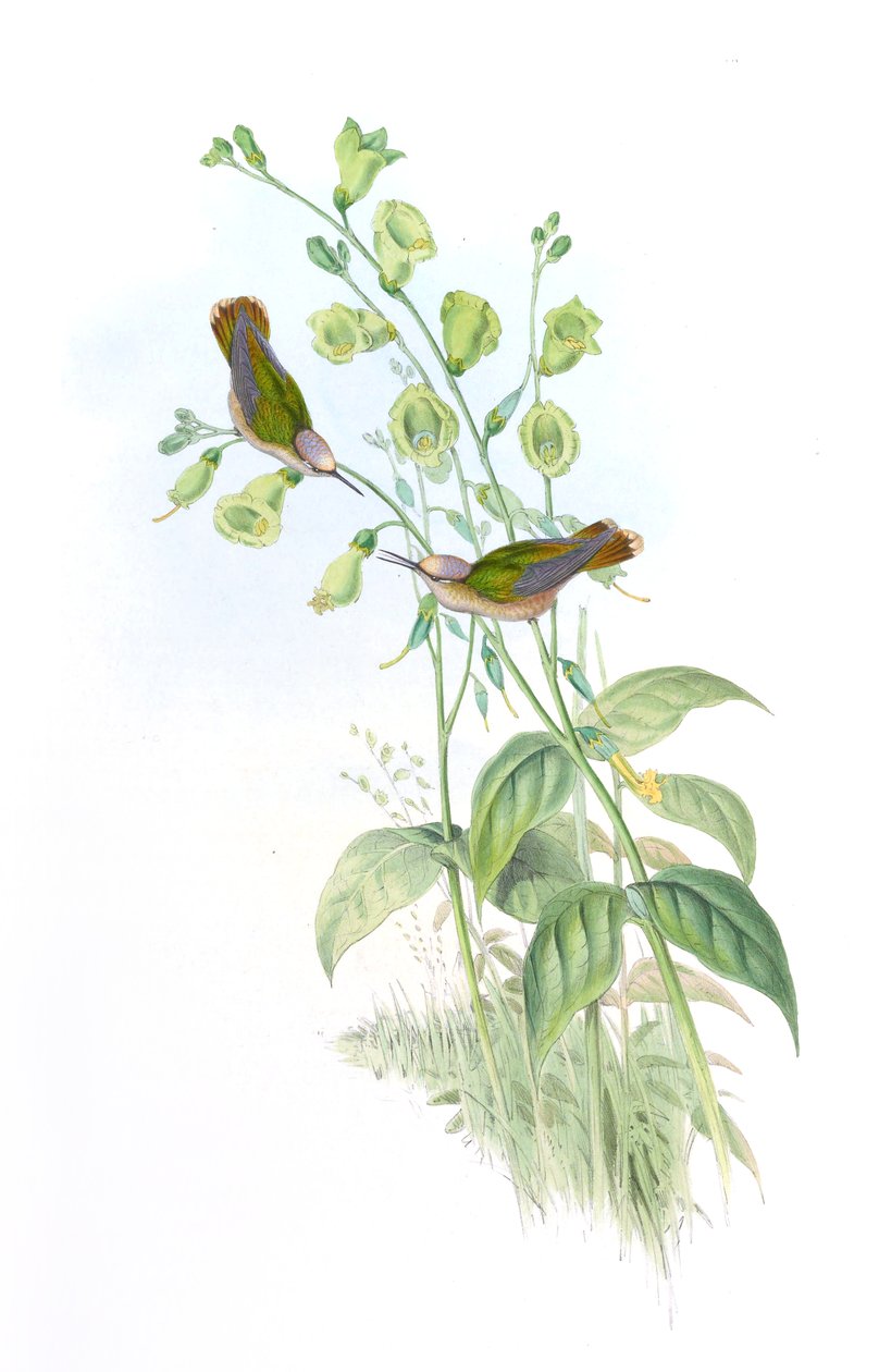 Anthocephala floriceps = Syn von John Gould