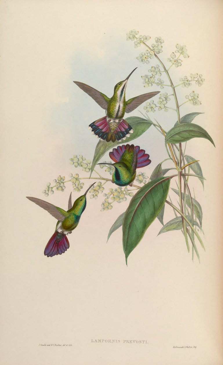 Anthracothorax prevostii von John Gould