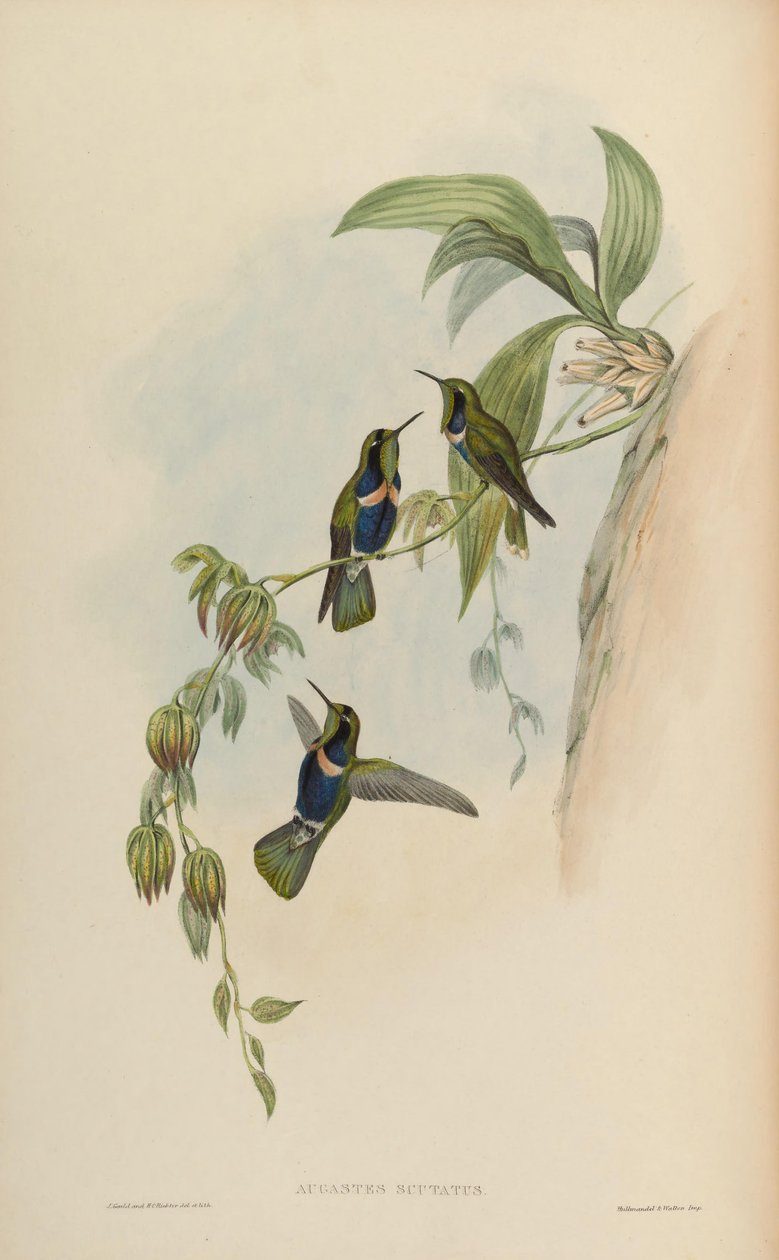 Augastes scutatus von John Gould