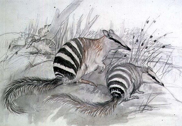 Bändergürteltier, 19. Jahrhundert von John Gould