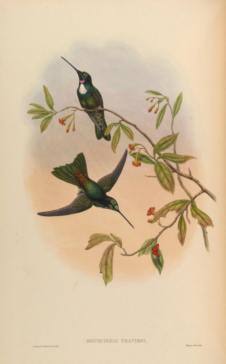 Bourcrieria insectivora = Coeligena torquata torquata von John Gould