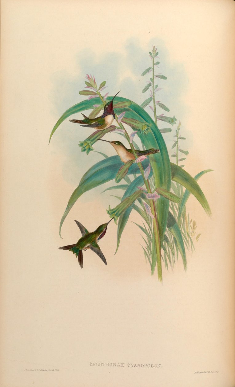 Calothorax cyanopogon = Calothorax lucifer cyanopogon von John Gould