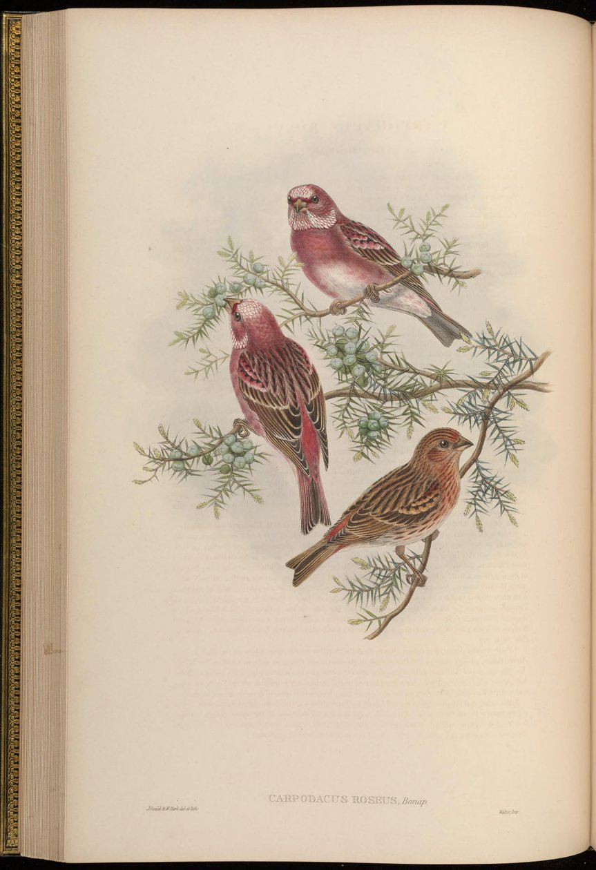 Carpodacus roseus von John Gould