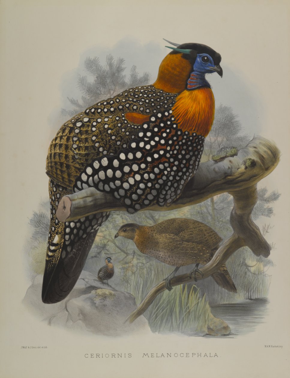 Ceriornis Melanocephala von John Gould