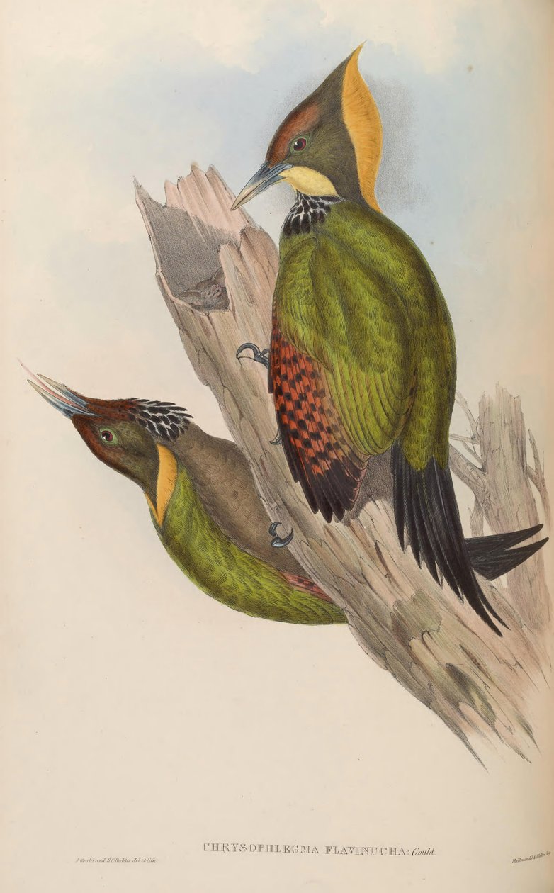 Picus flavinucha von John Gould