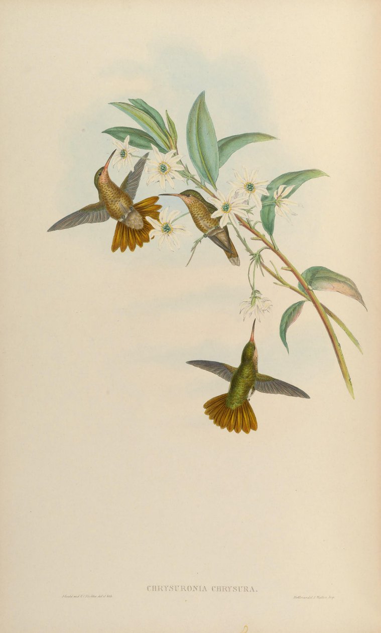 Chrysuronia chrysura = Hylocharis chrysura von John Gould