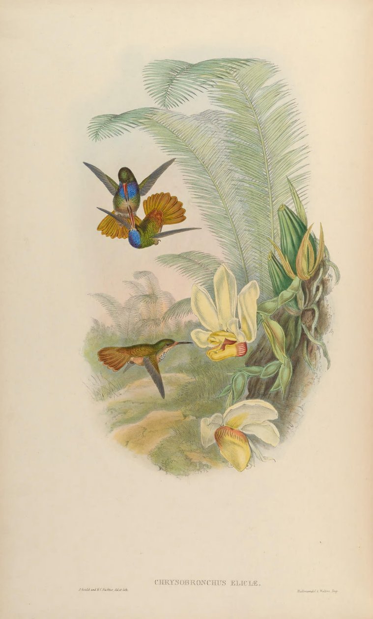 Chrysuronia eliciae = Hylocharis eliciae von John Gould