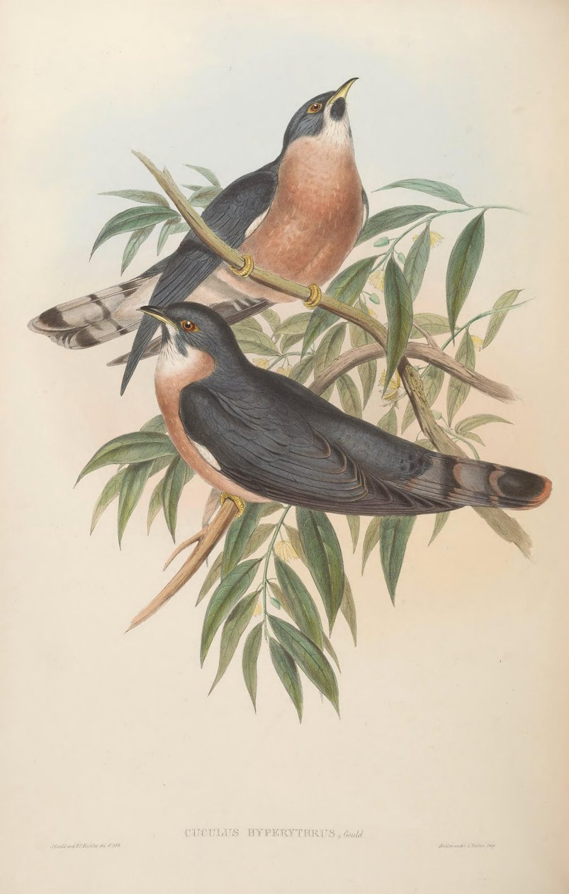 Hierococcyx hyperythrus von John Gould