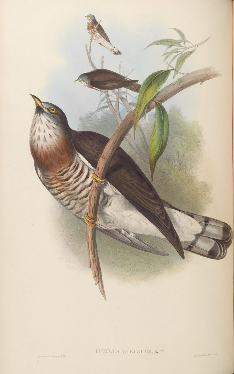 Hierococcyx sparverioides von John Gould