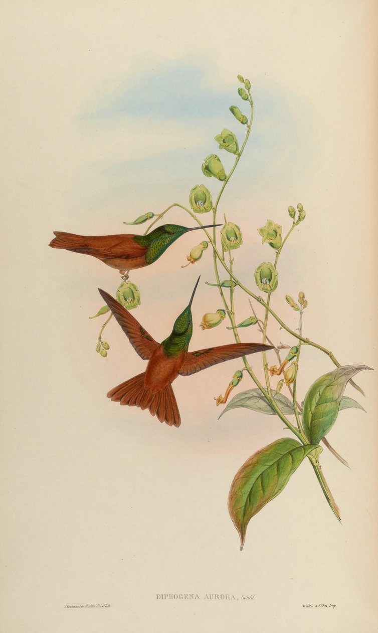 Diphogena aurora = Coeligena iris aurora von John Gould