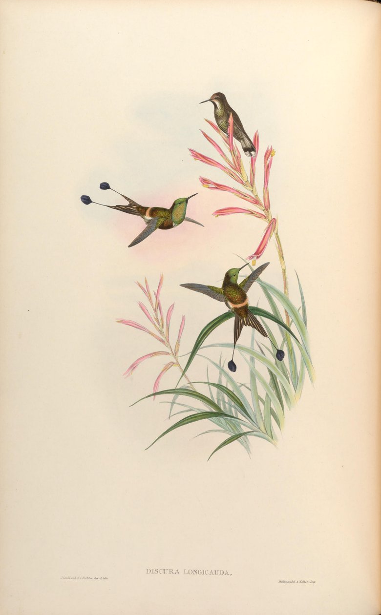 Discura longicauda von John Gould