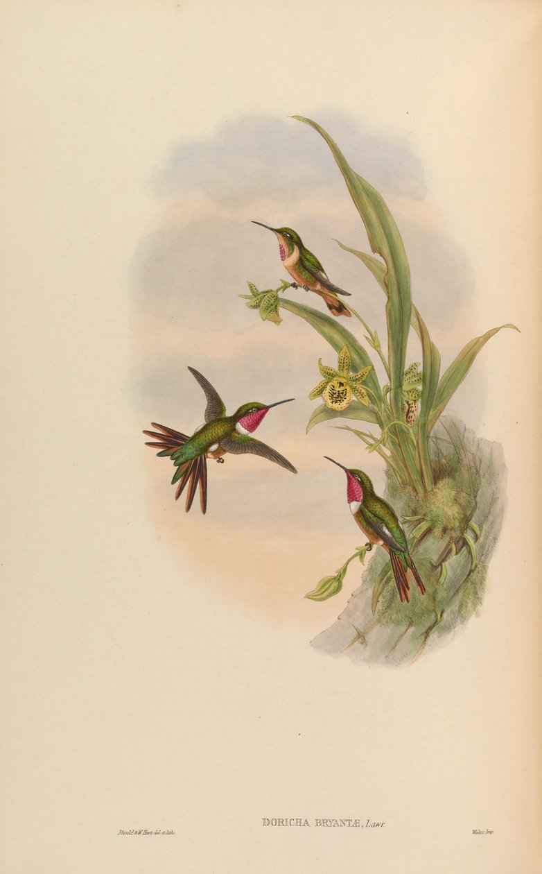 Doricha bryantae = Calliphlox bryantae von John Gould