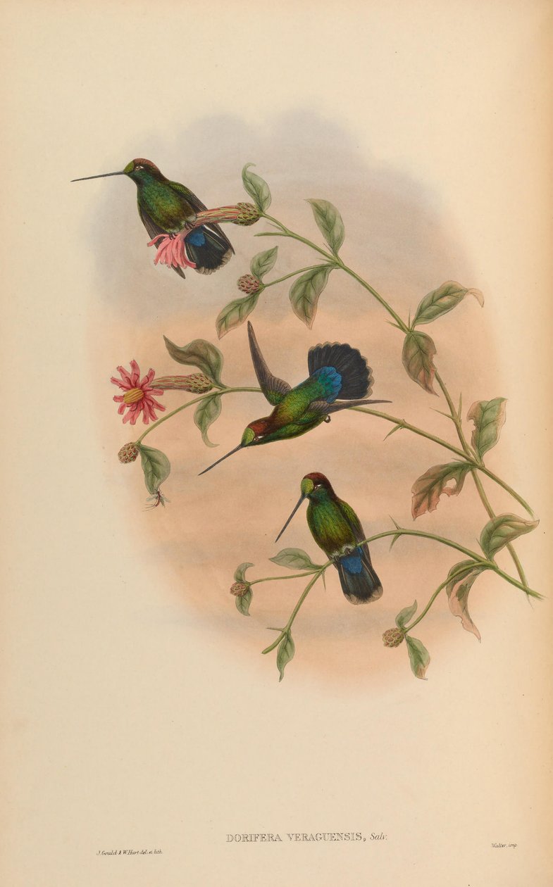 Dorifera veraguensis = Doryfera ludovicae veraguensis von John Gould