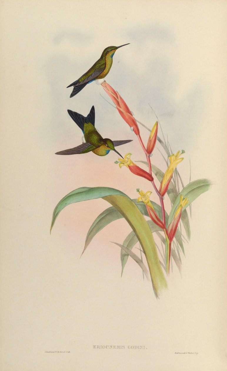 Eriocnemis godini von John Gould