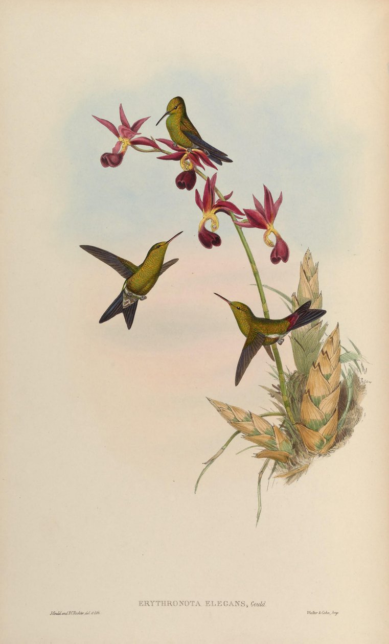 Erythronota elegans = Chlorostilbon elegans von John Gould