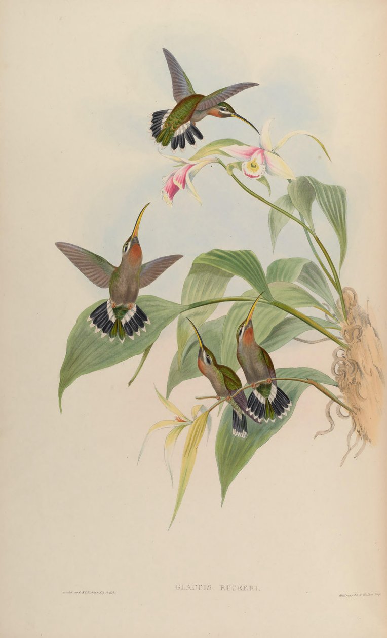 Glaucis ruckeri = Threnetes ruckeri ventosus von John Gould