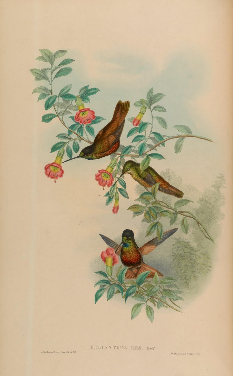 Helianthea eos von John Gould