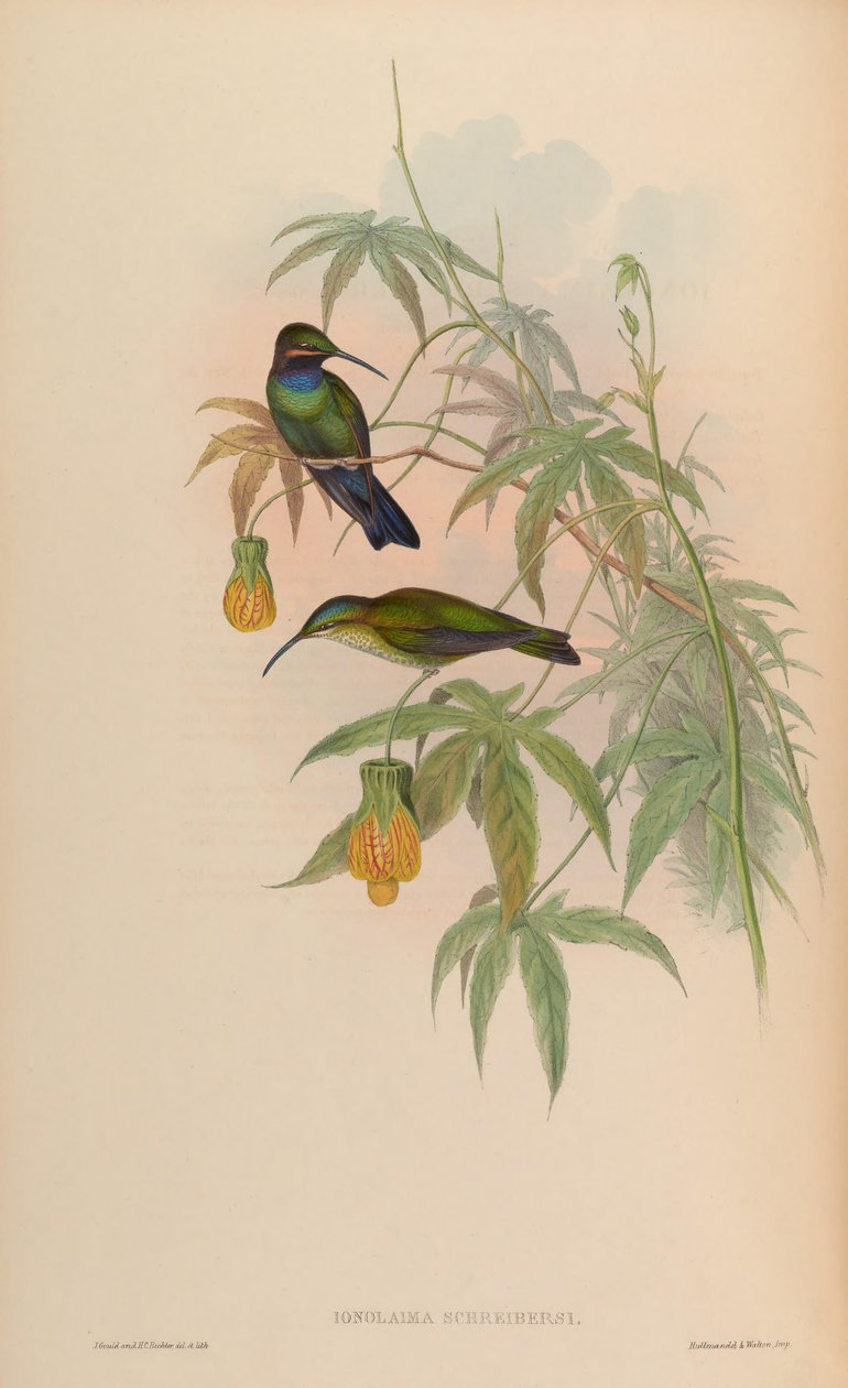 Inolaima schreibersii = Heliodoxa schreibersii von John Gould