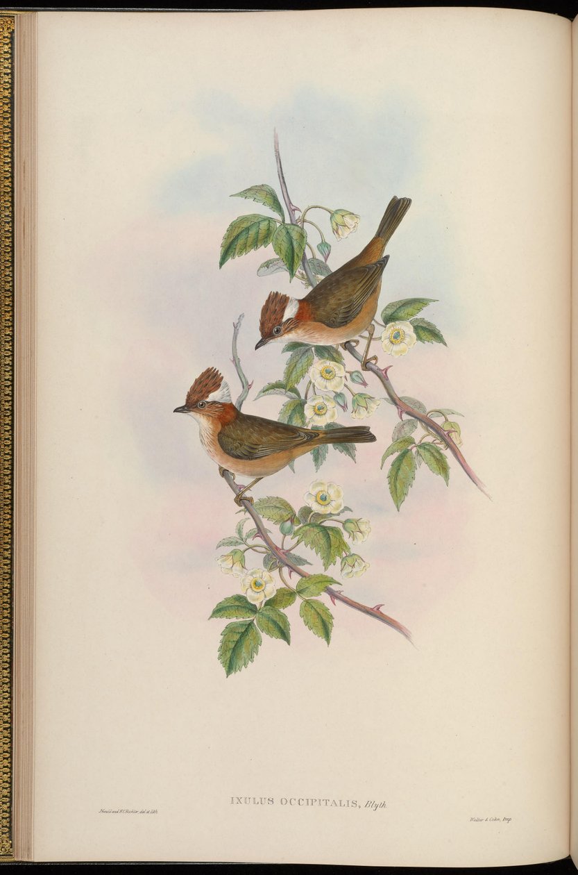 Ixulus occipitalis = Yuhina bakeri von John Gould