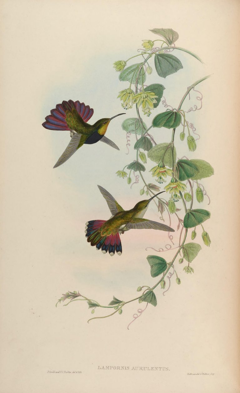 Lampornis aurulentus = Anthracothorax dominicus aurulentus von John Gould