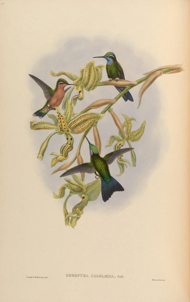 Lampornis calolaemus von John Gould