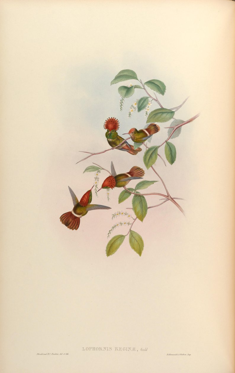 Lophornis reginae = Lophornis stictolophus von John Gould
