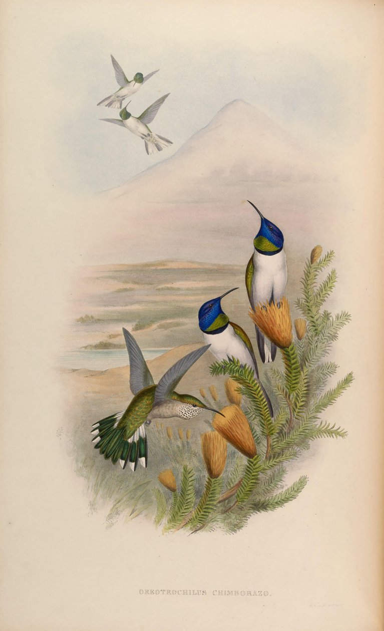 Oreotrochilus chimborazo von John Gould