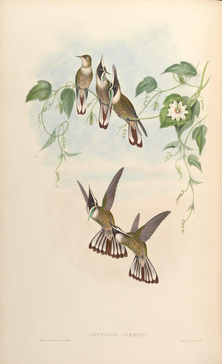 Oxypogon guerinii von John Gould