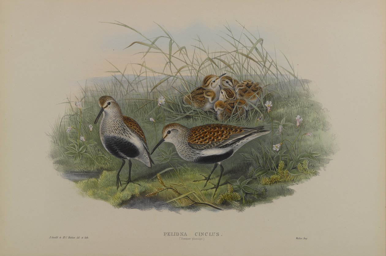 Pelinda Cinclus, Sommerkleid - Alpenstrandläufer von John Gould