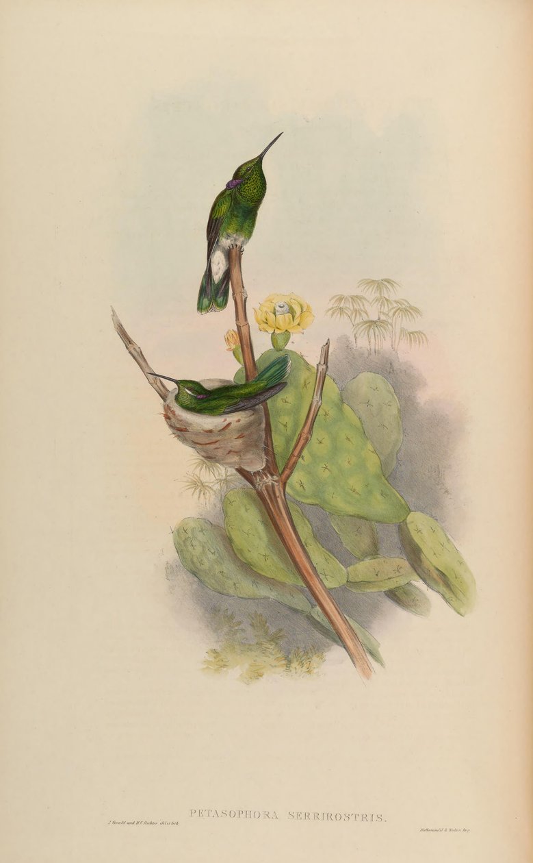 Petasophora serrirostris = Colibri serrirostris von John Gould