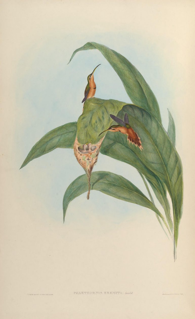Phaethornis eremita = Phaethornis ruber ruber von John Gould